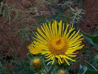 inula_helenium_-_laege-alant