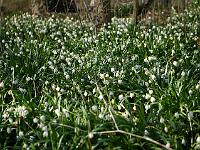 leucojum_vernum