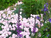 linaria_purpurea