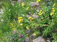 oenothera_-_natlys