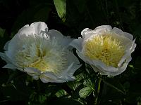 paeonia_lactiflora_'honey_gold'