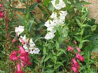 penstemon_white_bedder