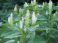 phytolacca_acinosa_-_kermes_baer