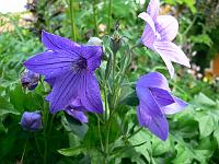 2009-07-28_17-57-42_0025