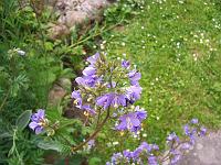 polemonium_coeruleum_-_jakobsstige