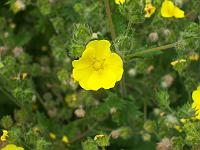 potentilla_detommasii