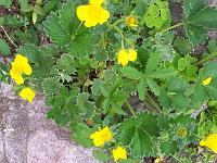 potentilla_megalantha