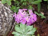 primula_farinosa