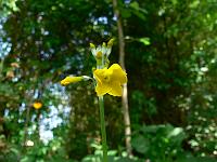 primula_prolifera