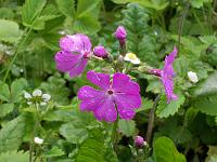 primula_sieboldii