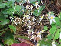 saxifraga_fortunei