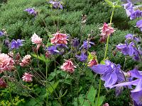 semiaquilegia_ecalcarata