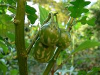 15-10-2006_10-32-24_17