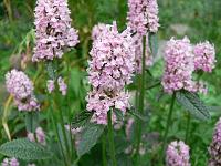 20-07-2006_20-47-35_30