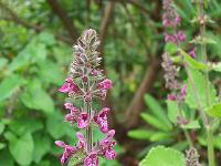 stachys_silvatica_-_skov-galtetand