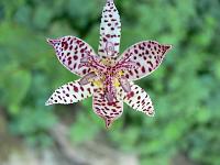 tricyrtis_hirta_-_tudselilje