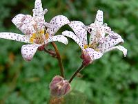 tricyrtis_jonna_-_tudselilje