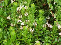 vaccinium_macrocarpon_-_amerikansk_tranebaer