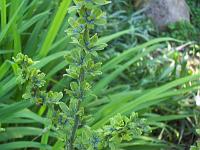 veratrum_nigrum