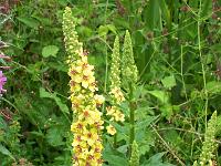 verbascum_nigrum_-_moerk_kongelys