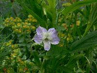 viola_arborescens