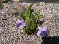 viola_seoulensis