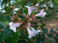 abelia_grandiflora