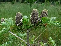 abies_koreana_silberlocke