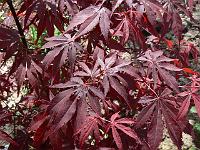 acer_palmatum_atropurpureum