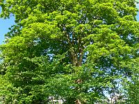 2009-05-11_08-19-27_0092