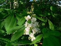 2008-05-09_06-41-07_0095