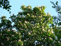 2008-05-22_04-57-39_0253