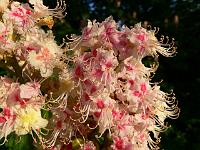 aesculus_hippocastanum_-_almindelig_hestekastanie