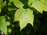 alangium_platanifolium_macrophyllum