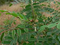 amorpha_fruticosa