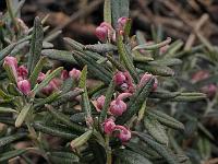 andromeda_polyfolia_blue_ice