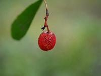 arbutus_unedo_rubra