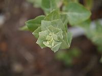 atriplex_halimus