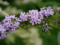 buddleja_alternata