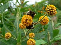 buddleja_globosa