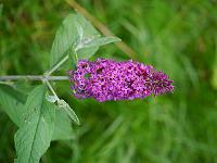 buddleja_miss_ruby