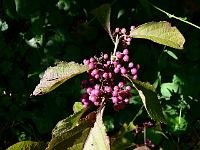 callicarpa_bodinieri_-_glasbaer