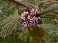 callicarpa_japonica