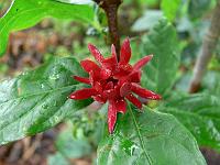 calycanthus_floridus_-_kanelbusk