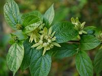 calycanthus_floridus_athens