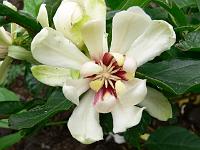 calycanthus_venus