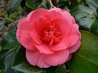 camellia_japonica