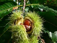 castanea_sativa_-_aegte_kastanie