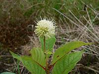 cephalanthus_occidentalis