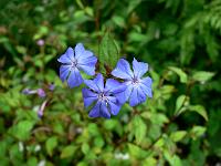 ceratostigma_willmottianum